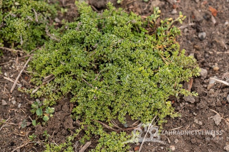 MATEŘÍDOUŠKA - THYMUS HIGHLAND CREAM