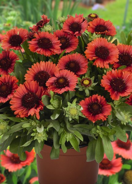 KOKARDA – GAILLARDIA AR. SPINTOP RED