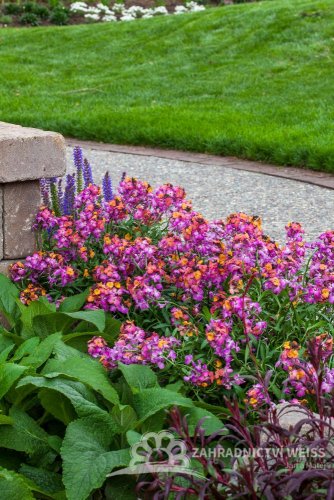 ERYSIMUM ERYSISTIBLE SUNSET