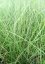 OZDOBNICE ČÍNSKÁ - MISCANTHUS SINENSIS GRACILLIMUS