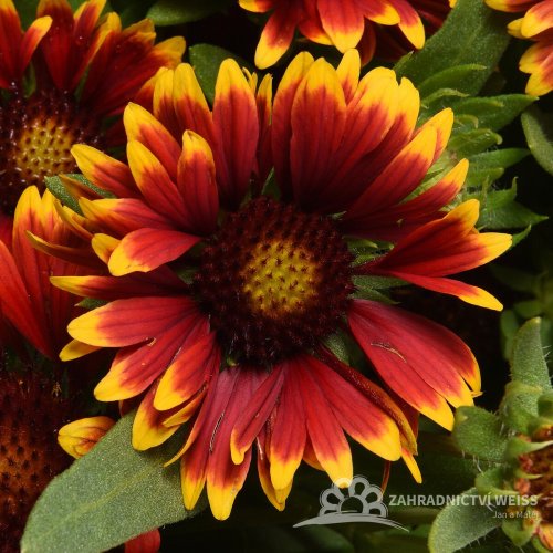 KOKARDA - GAILLARDIA "SPINTOP ORANGE HALO"