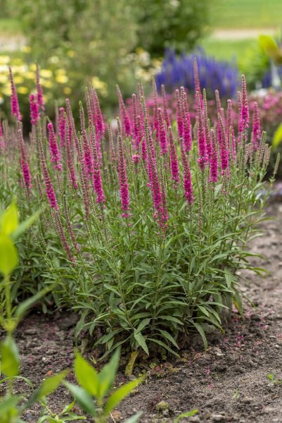 VERONICA SPICATA ROTFUC