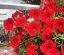 PETÚNIE - PETUNIA SWEETUNIA RED