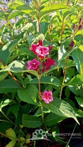 WEIGELA BRISTOL RUBY
