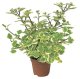 PLECTRANTHUS - MOLICE