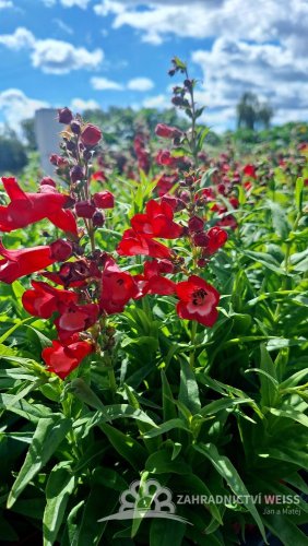 PENSTEMON HARWEGII PARTYBELS RED