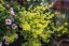 LYSIMACHIA