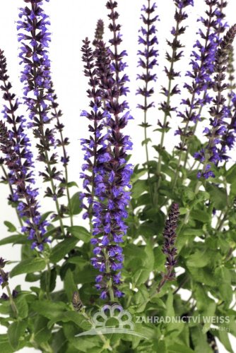 ŠALVĚJ NÁDHERNÁ - SALVIA SUPERBA 'MERLEAU BLUE COMPACT'