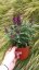 MOTÝLÍ KEŘ - BUDDLEJA DAVIDII BUTTERFLY CANDY LITTLE PURPLE