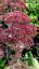 SEDUM TELEPHIUM THUNDERHEAD