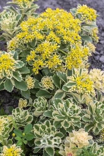SEDUM TAKESIMENSE ATLANTIS