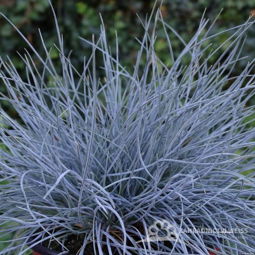 FESTUCA  - EISVOGEL
