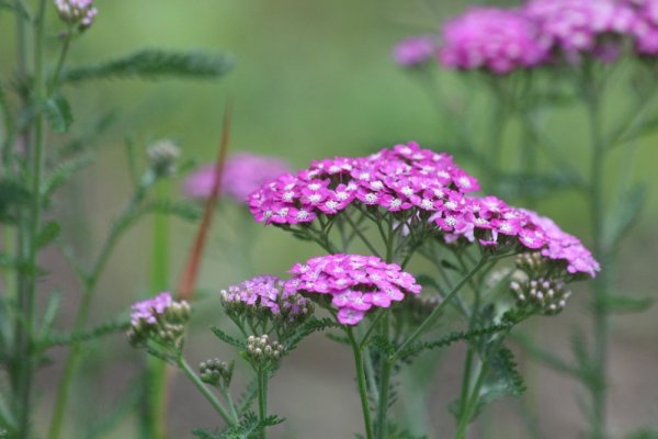 ŘEBŘÍČEK OBECNÝ - ACHILLEA MILLEFOLIUM CERISE QUEEN