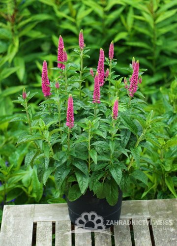 VERONICA LONGIFOLIA FIRST LOVE ZINGER ®