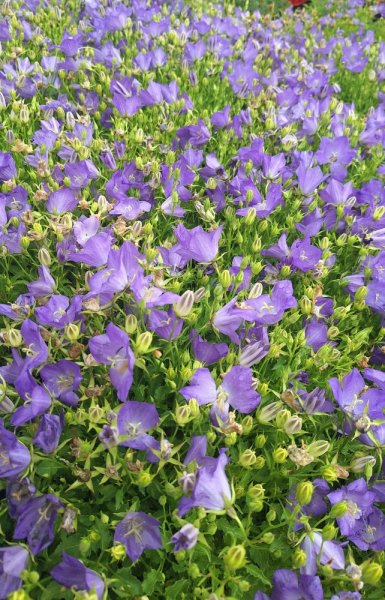 ZVONEK KARPATSKÝ - CAMPANULA KARPATICA AVIDA BLUE