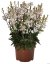 GAURA LINDHEIMERI - GRACEFUL WHITE