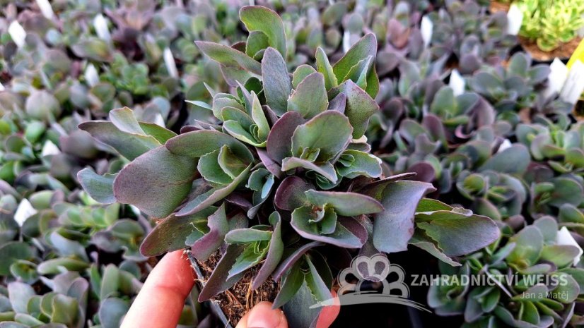 SEDUM HYBR. GLOBE PURPLE