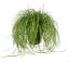 CAREX DOLICHOSTACHYA GOLD FOUNTAIN