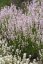 LEVANDULE RŮŽOVÁ - LAVANDULA ANGUSTIFOLIA "ROSEA"