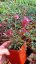 GAURA GARDIS PETIT PINK