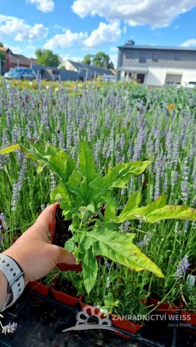 BĚLOTRN MODRÝ - ECHINOPS BANNATICUS BLUE GLOBE