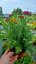 ACHILLEA MILLEFOLIUM MILLY ROCK ® MIXMASTERS  DANCE