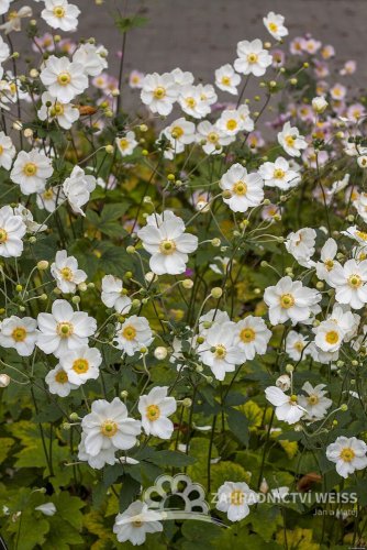 ANEMONE HONORINE JOBERT