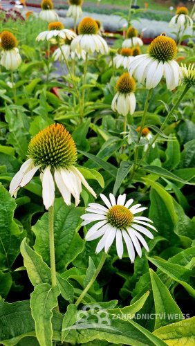 ECHINACEA PURPUREA WHITE SWAN