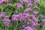 SPORÝŠ ARGENTÝNSKÝ – VERBENA BONARIENSIS LOLLIPOP