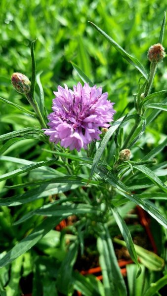MODRAVEC - CATANANCHE CAERULEA BLUE