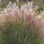 OZDOBNICE ČÍNSKÁ - MISCANTHUS SINENSIS "FERNER OSTEN"