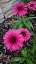 ECHINACEA SENSATION WILD ROMANCE
