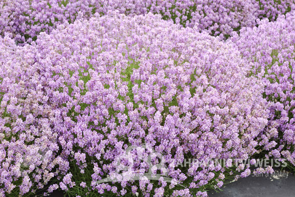 LEVANDULE RŮŽOVÁ - LAVANDULA ANGUSTIFOLIA "ROSEA"