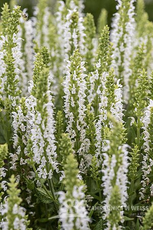 ŠALVĚJ HAJNÍ - SALVIA NEM. SENSATION WHITE