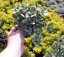SEDUM SIEBOLDII