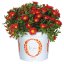 DELOSPERMA SOLSTICE SCARLET RED