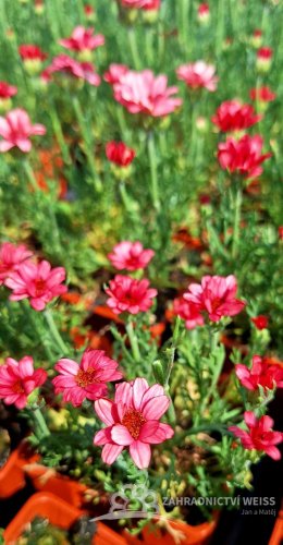KOPRETINA MAROCKÁ - RHODANTHEMUM HOSMARIENSE ZAGORA PINK ®