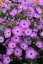 PHLOX PAN. FLAME PURPLE EYE
