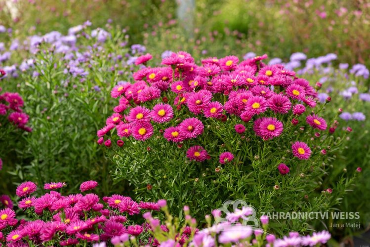 ASTRA PODZIMNÍ - ASTER DUMOSUS JENNY