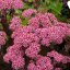 SEDUM TELEPHIUM CLOUD WALKER