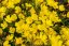 PUPAVKA - OENOTHERA AFRICAN SUN