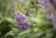 MOTÝLÍ KEŘ - BUDDLEJA DAVIDII BUTTERFLY CANDY LITTLE LILA
