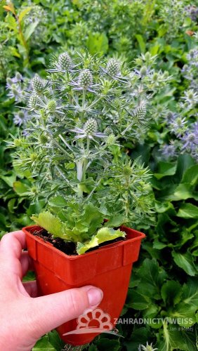 MAČKA - ERYNGIUM PLANUM BLUE HOBIT