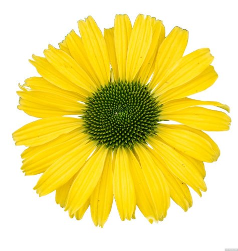 ECHINACEA HYBR. YELLOW PEARL