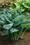 HOSTA HYBRIDE BIG DADDY