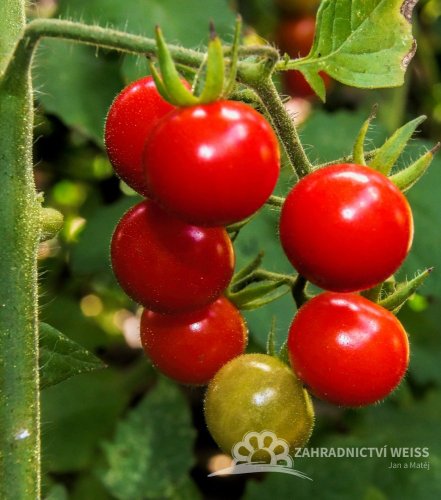 RAJČE TYČKOVÉ CHERRY
