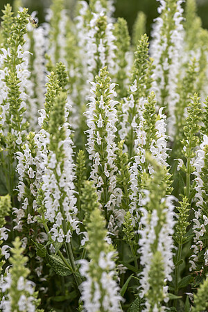 ŠALVĚJ HAJNÍ - SALVIA NEM. SENSATION WHITE