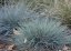 FESTUCA GLAUCA AZURIT
