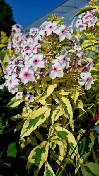 PHLOX PANICULATA - SUMMER FLOWERING NORA LEIGH