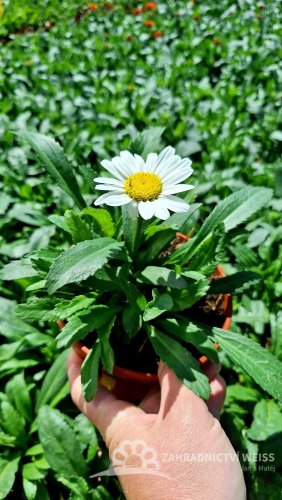 KOPRETINA LEUCANTHEMUM x SUPERBUM SNOW CAP